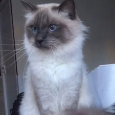 Image pour l'annonce Saillie chat birman