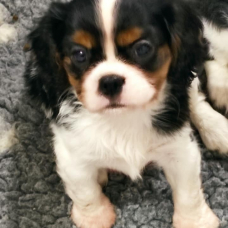 Image pour l'annonce saillie cavalier king charles spaniel