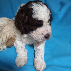 Image pour l'annonce Chiots Lagotto Romagnolo