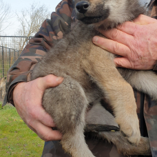 Image pour l'annonce Chiots loups tchécoslovaque