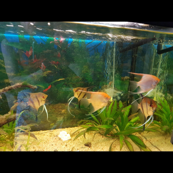 Image pour l'annonce Donne aquarium 250l + scalaire