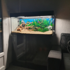 Image pour l'annonce Donne aquarium 250l + scalaire