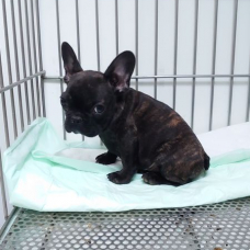 Image pour l'annonce Vends bouledogue francais  pure race non lof 1 femelle et 3 males