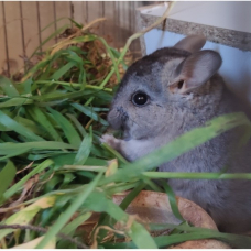 Image pour l'annonce Cède bébé chinchilla gris clair mâle de 2 mois