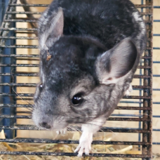 Image pour l'annonce Cède bébé chinchilla gris et ventre blanc mâle de 2 mois