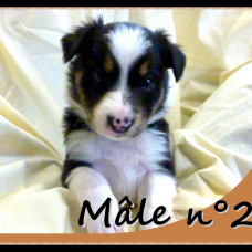 Image pour l'annonce chiots border collie