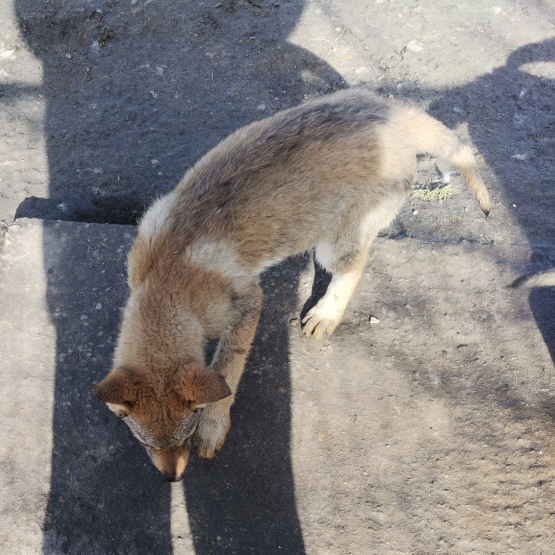 Image pour l'annonce Chiots loups tchécoslovaque