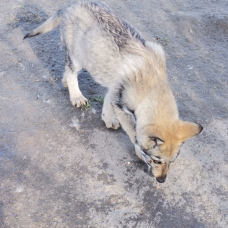 Image pour l'annonce Chiots loups tchécoslovaque