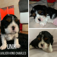 Image pour l'annonce Vend chiot cavalier king Charle tricolor