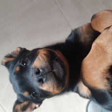 Image pour l'annonce Vend femelle rottweiler