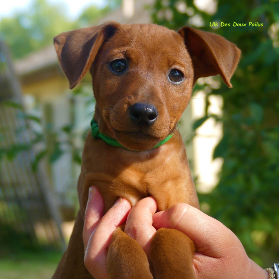 Image pour l'annonce Pinscher nain