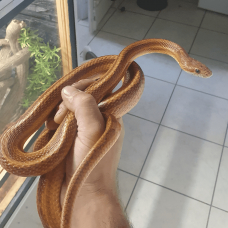 Image pour l'annonce Pantherophis gutattus