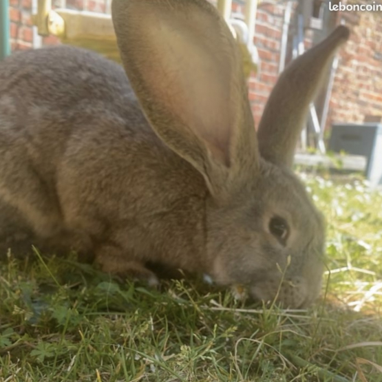 Image pour l'annonce lapin géant des Flandres pure race prix à négocier