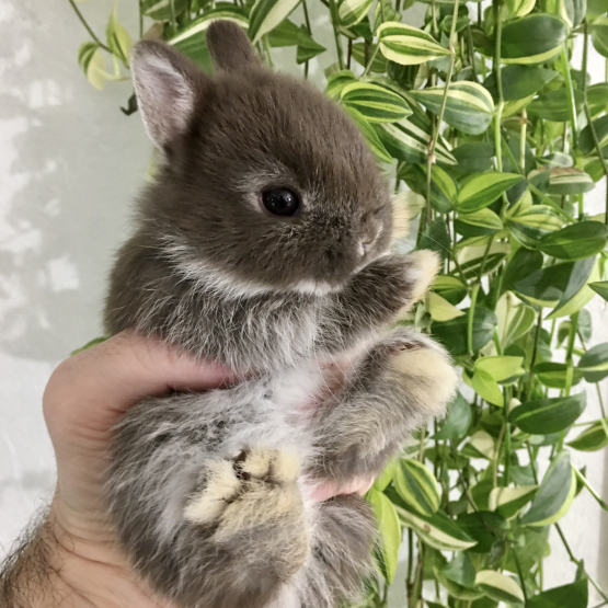 Image pour l'annonce Véritables lapins nains bébés d’élevage sélectif