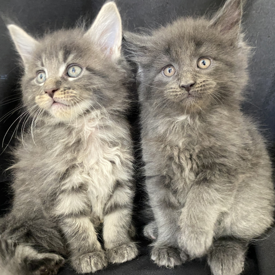 Image pour l'annonce 7 Chatons Maine Coon LOOF élevés en famille