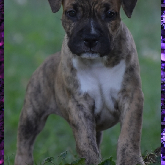 Image pour l'annonce Chiots american staff (amstaff, staff) disponible