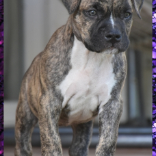 Image pour l'annonce Chiots american staff (amstaff, staff) disponible