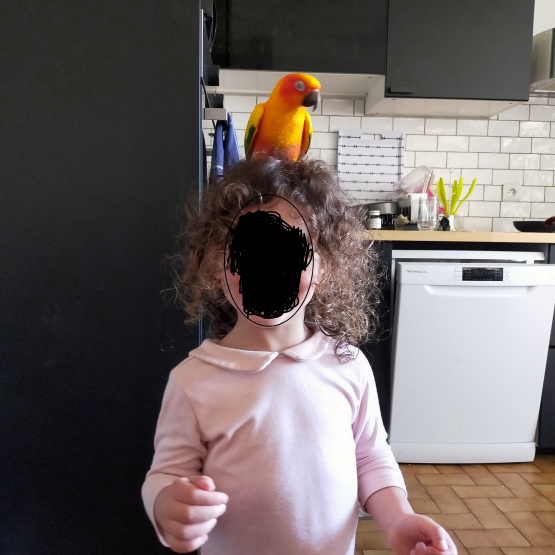 Image pour l'annonce Vends femelle Conure Soleil EAM