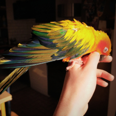 Image pour l'annonce Vends femelle Conure Soleil EAM