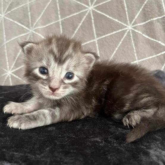 Image pour l'annonce Adorable Chaton Maine coon mâle black silver blotched tabby