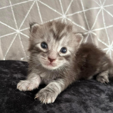 Image pour l'annonce Adorable Chaton Maine coon mâle black silver blotched tabby