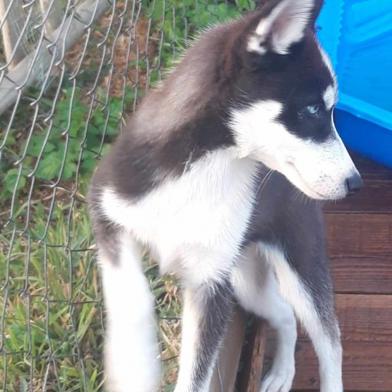 Image pour l'annonce magnifique chiot type husky sibérien