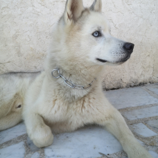 Image pour l'annonce Donne husky de Sibérie