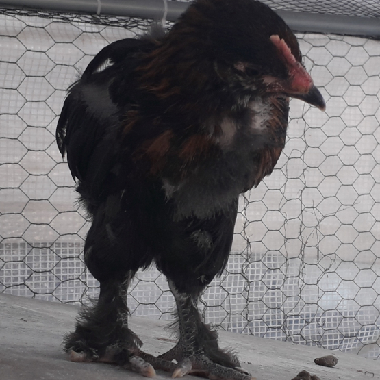 Image pour l'annonce Coq de Marans noir a camail cuivrée