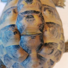 Image pour l'annonce tortue male herman boettgeri