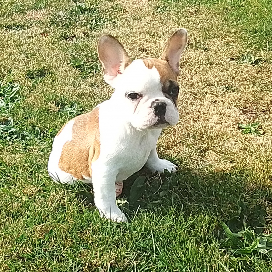 Image pour l'annonce Bouledogue francais chiot femelle LOF disponible