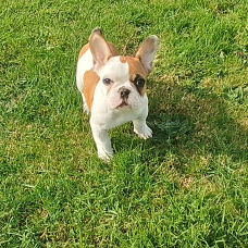 Image pour l'annonce Bouledogue francais chiot femelle LOF disponible