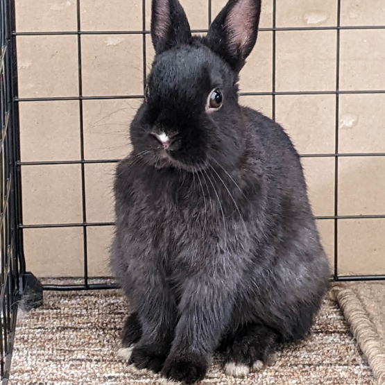 Image pour l'annonce Lapin Nain Mâle