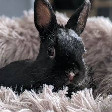 Image pour l'annonce Lapin Nain Mâle