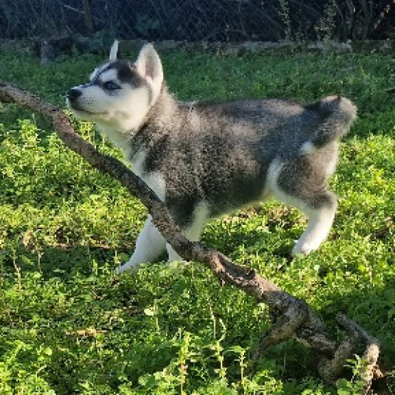 Image pour l'annonce Husky de Siberie LOF