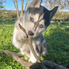 Image pour l'annonce Husky de Siberie LOF