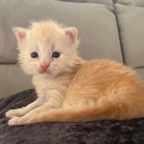 Image pour l'annonce Superbes Chatons Maine coon mâles Loof