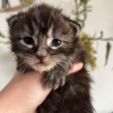 Image pour l'annonce Chatons Maine coon mâle et femelle