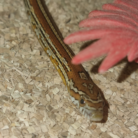 Image pour l'annonce Jeune couple des blés - Pantherophis guttata