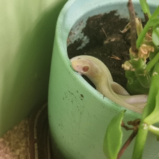 Image pour l'annonce Jeune couple des blés - Pantherophis guttata