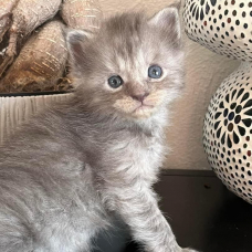 Image pour l'annonce Superbe Chaton Maine coon mâle blue smoke