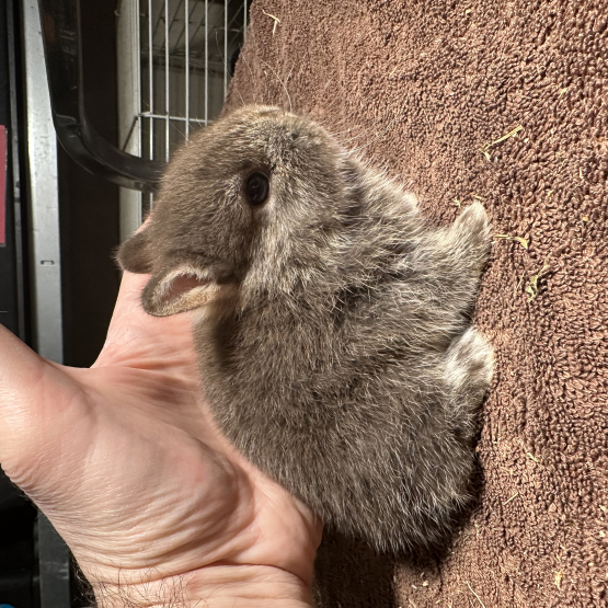 Image pour l'annonce Véritables lapins nains bébés de race pure