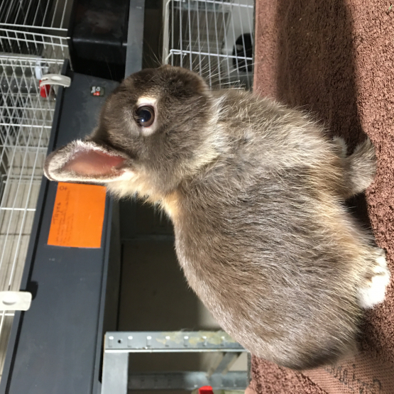 Image pour l'annonce Véritables lapins nains bébés de race pure