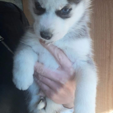 Image pour l'annonce CHIOTS HUSKY PRETS A L'ADOPTION