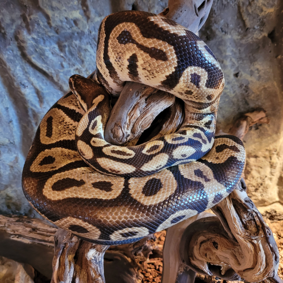Image pour l'annonce vends magnifique python regius