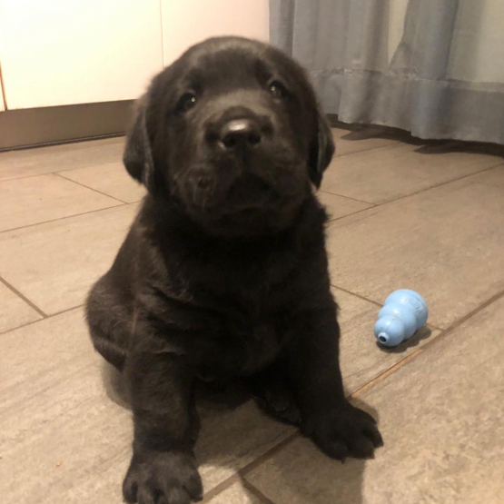 Image pour l'annonce Vends Chiots Labrador Noirs et Chocolat LOF – 1200 €