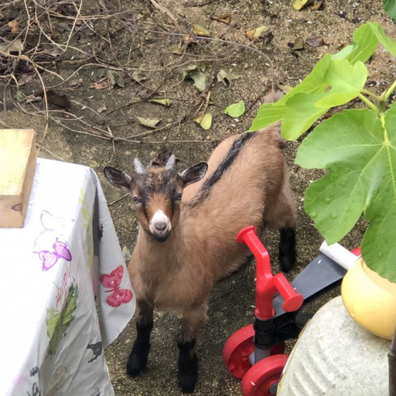 Image pour l'annonce Donne BOUC NAIN CASTRÉ