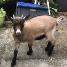 Image pour l'annonce Donne BOUC NAIN CASTRÉ