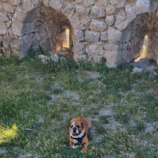 Image pour l'annonce SKOLL BULLDOG CONTINENTAL MÂLE 3 ANS LOF DE TOULOUSE