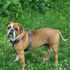 Image pour l'annonce SKOLL BULLDOG CONTINENTAL MÂLE 3 ANS LOF DE TOULOUSE