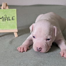 Image pour l'annonce Chiots américan Staffordshire terrier, amstaff lof